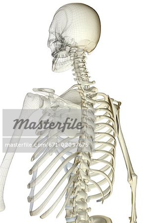 The bones of the upper body