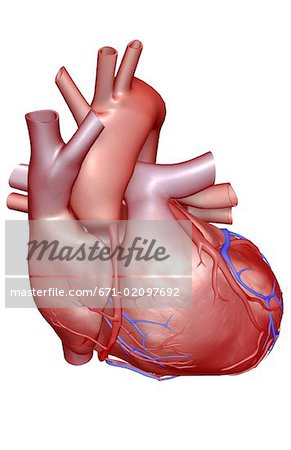 Les vaisseaux coronaires du cœur