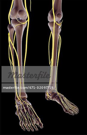 The nerves of the leg