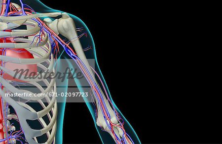 L'approvisionnement en sang de l'épaule et le bras supérieur
