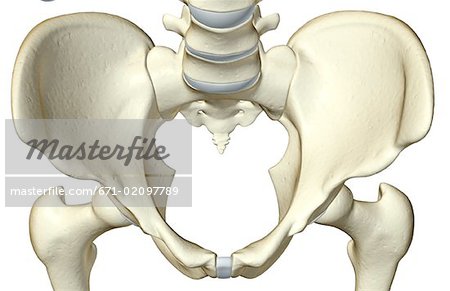 Die Knochen des Beckens
