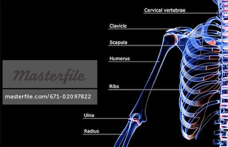 Les os de l'épaule et le bras