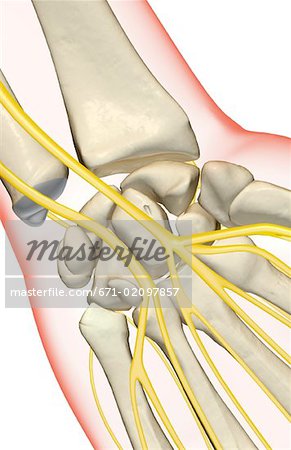 The nerves of the wrist