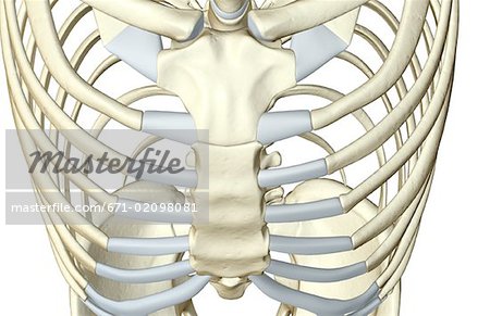 Die Knochen des Brustkorbs