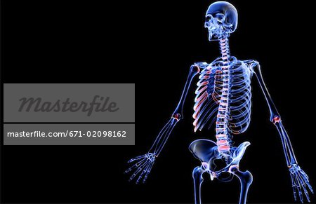 Les os de la partie supérieure du corps