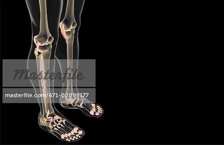 The ligaments of the leg