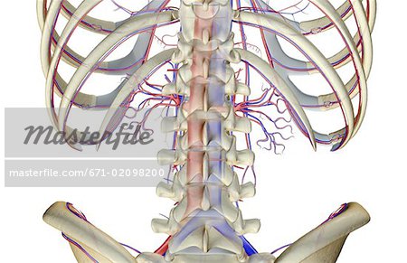 L'approvisionnement en sang du bas du dos