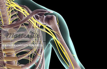 The nerves of the shoulder