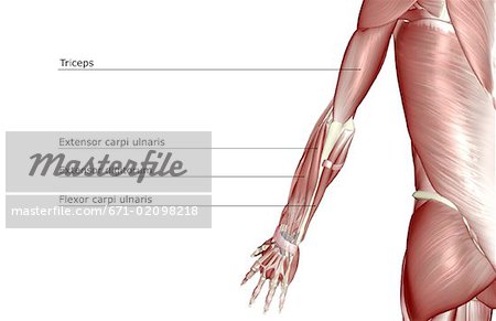 Les muscles des membres supérieurs