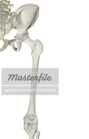 The bones of the hip and lower limb