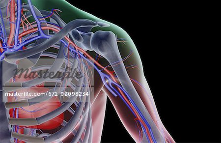 The blood supply of the shoulder