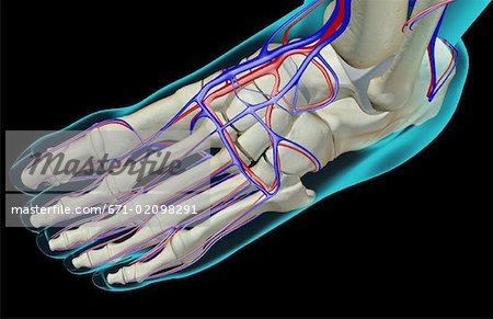 The blood supply of the foot