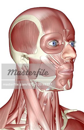 Die Muskeln von Kopf, Hals und Gesicht