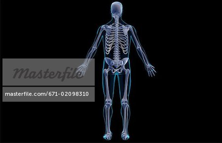 Le système squelettique