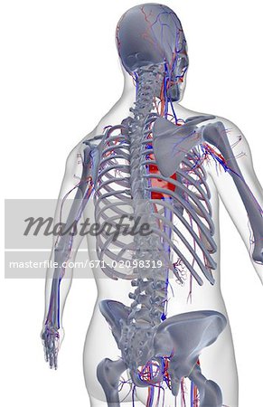 The blood supply of the upper body