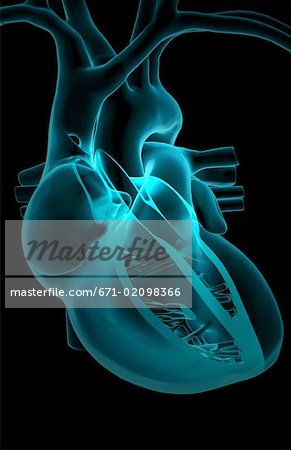Anatomie sectionnelle du coeur