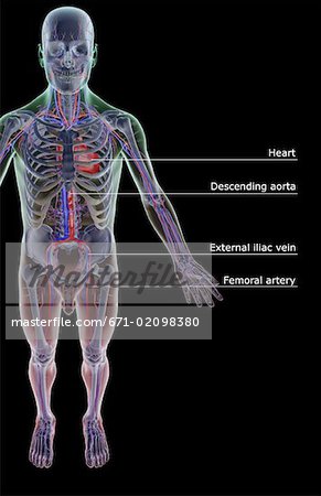 The vascular system