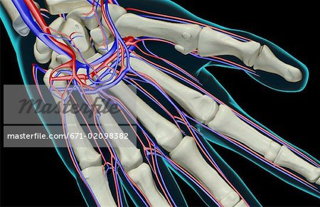 The blood supply of the hand