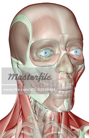 Die Musculoskeleton des Kopfes und des Halses