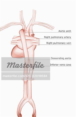 Le cœur et ses vaisseaux sanguins principaux
