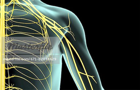 The nerves of the shoulder