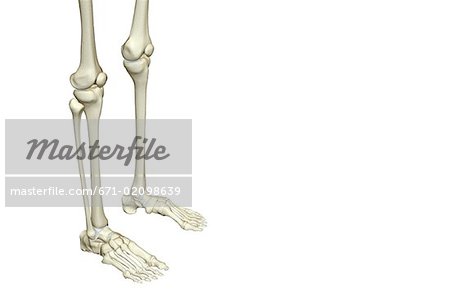 Die Knochen des Beines
