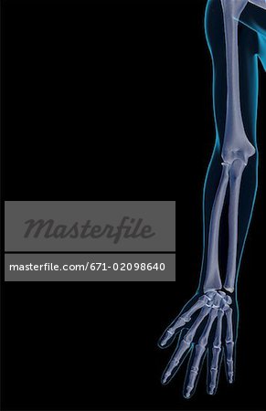 The bones of the upper limb