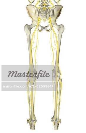 The nerves of the lower body