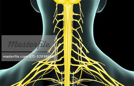 Les nerfs de cou illustration stock. Illustration du nerveux - 101197472