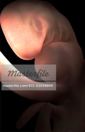 Embryonalentwicklung