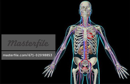 The urinary system