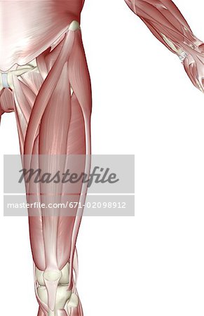 Muscles of the upper leg