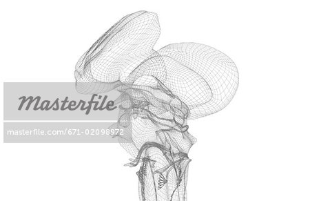 The brainstem