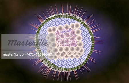 Virus de l'herpès