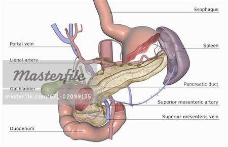 The pancreatic duct