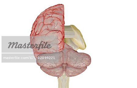 Cerebral arteries
