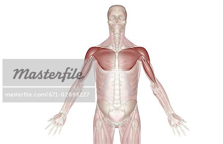 Muscles of the upper body