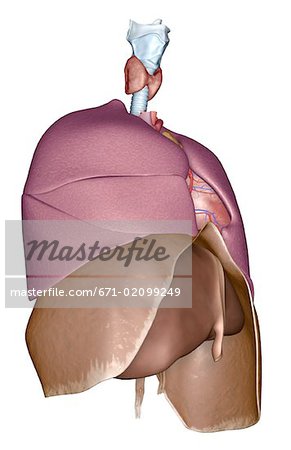 The respiratory system