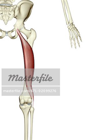 Biceps femoris