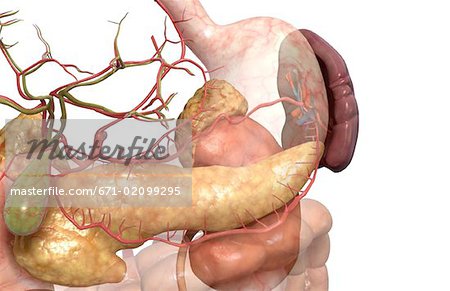 Accessory digestive organs