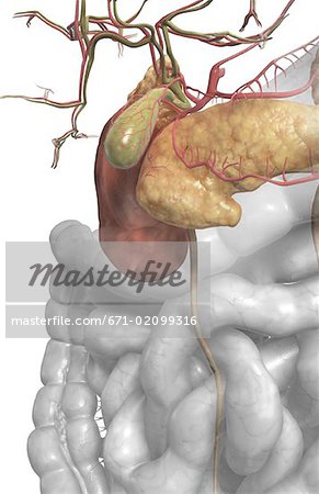 Accessory digestive organs