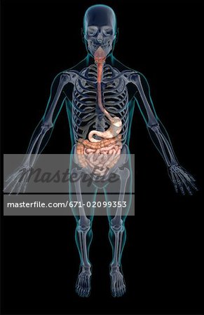 The digestive system