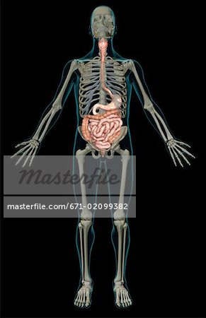 The digestive system