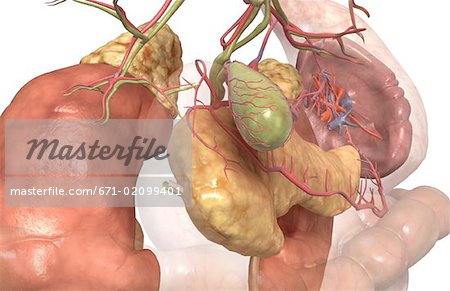 Accessory digestive organs