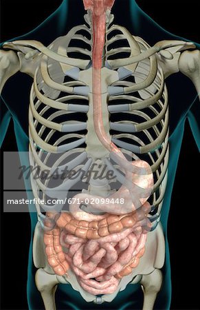 The digestive system