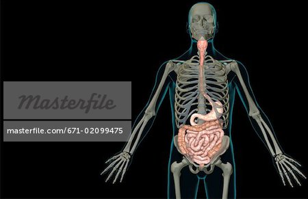 The digestive system