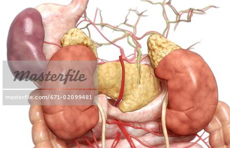 The digestive system