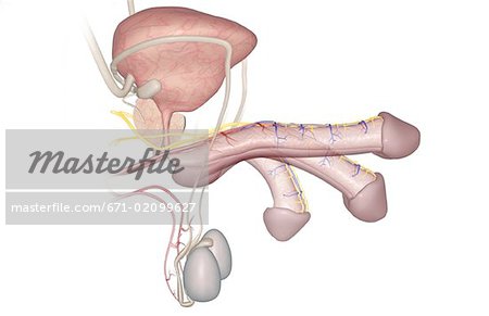 Männliche Erektion
