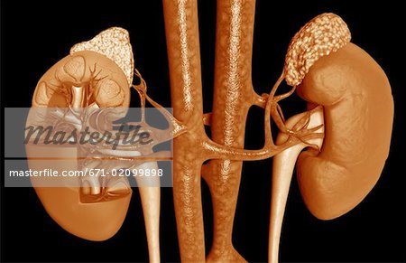 Blood supply of the kidneys