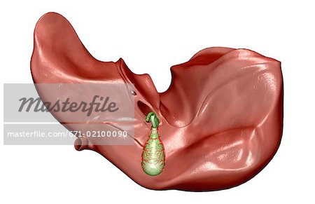 The liver and the gallbladder